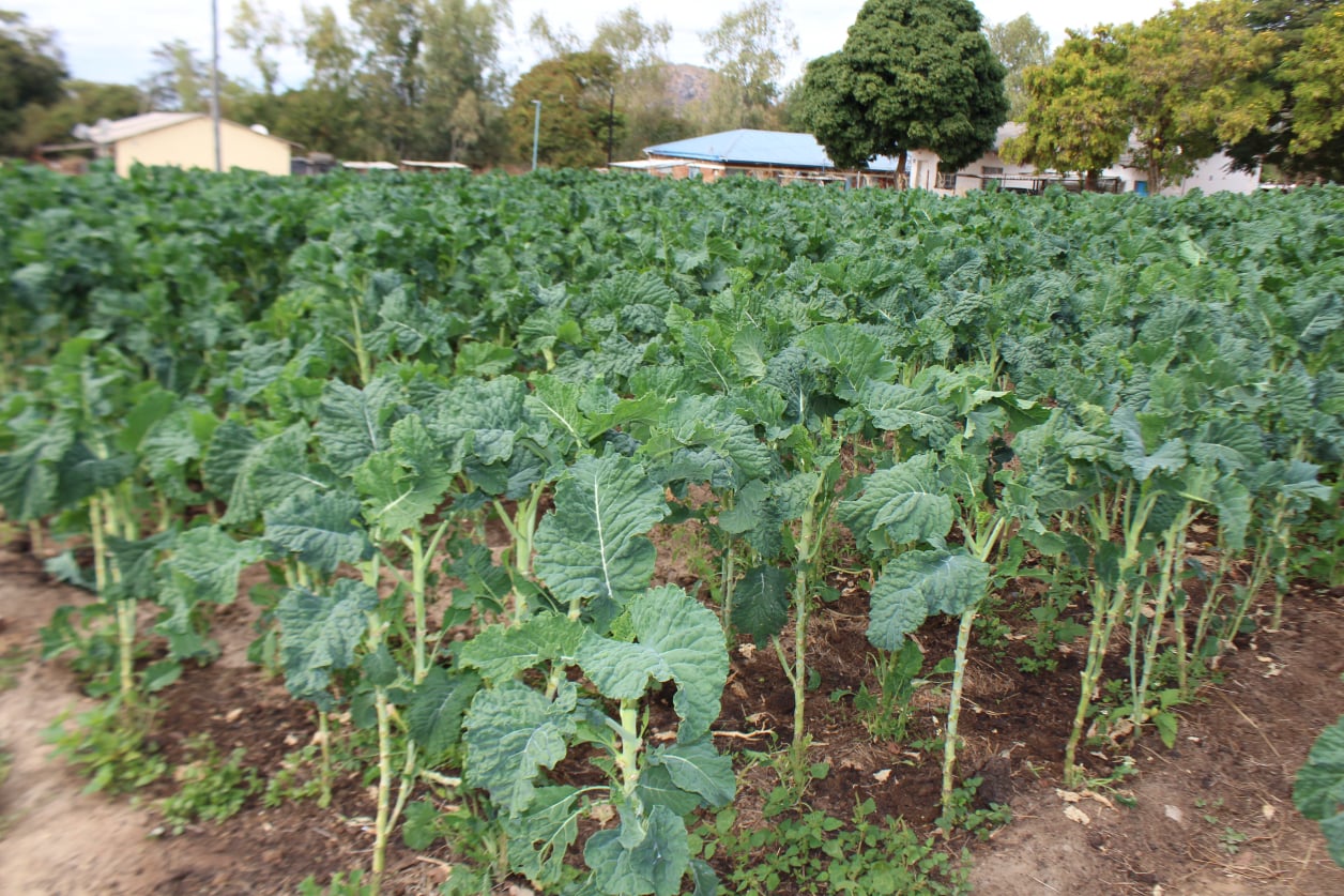 Vegetables