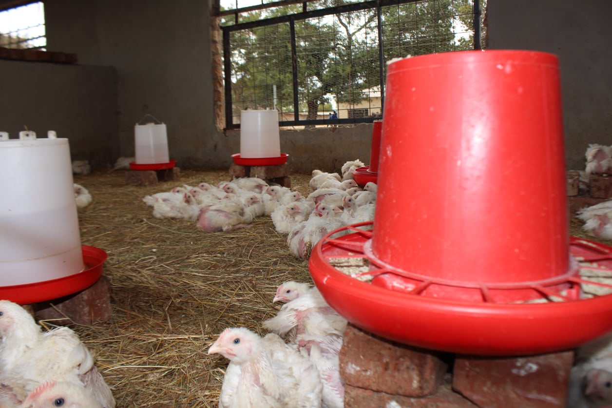 Poultry
